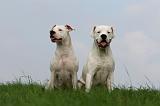 DOGUE ARGENTIN 407